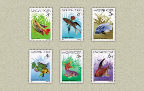 AKVÁRIUMI DISZHALAK II. AKVÁRIUMI DISZHALAK II.